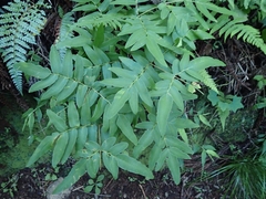 Osmunda japonica