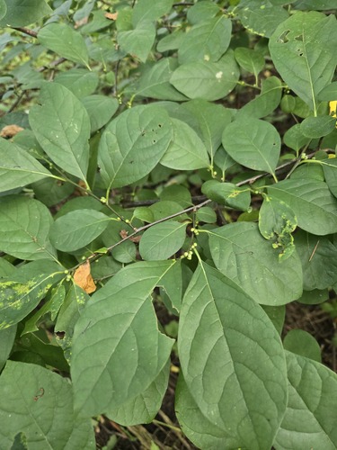 northern spicebush