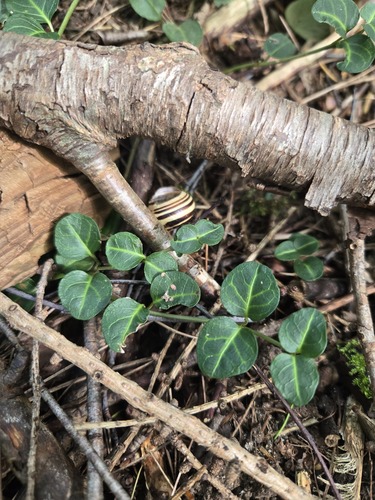 partridgeberry