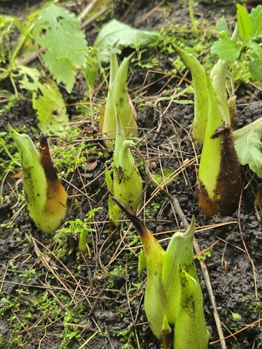 Eastern Skunk Cabbage