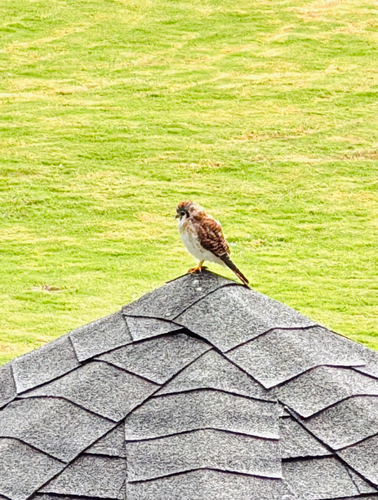 American Kestrel
