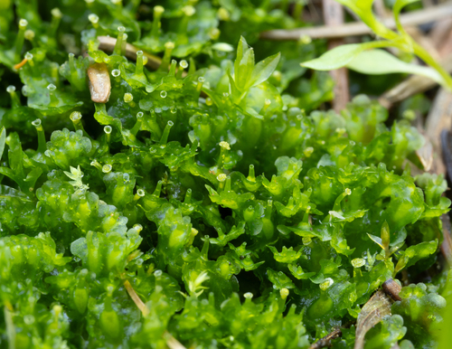Common Kettlewort
