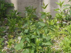 Vincetoxicum nigrum