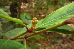 Ixora lobbii