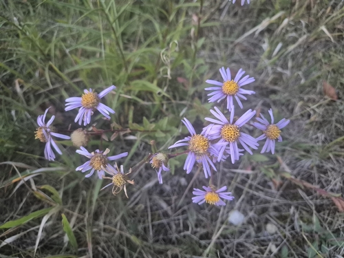 Italian Aster