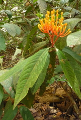 Ixora lobbii