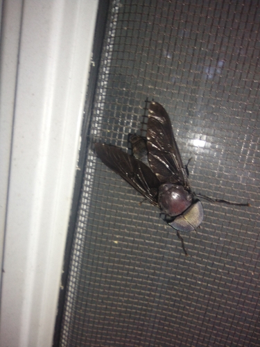 Black Horse Fly