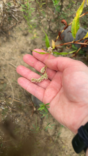 pale smartweed