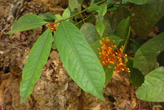 Ixora lobbii
