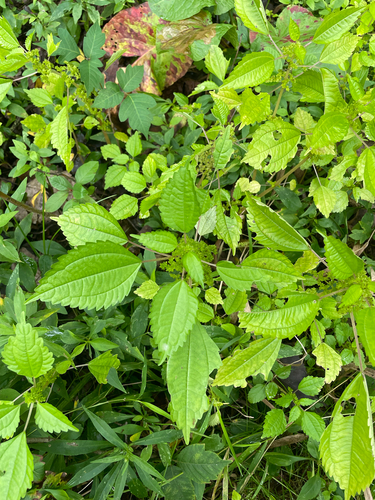 Canada clearweed