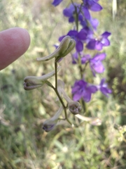 Delphinium pentagynum