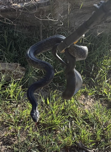 Western Ratsnake