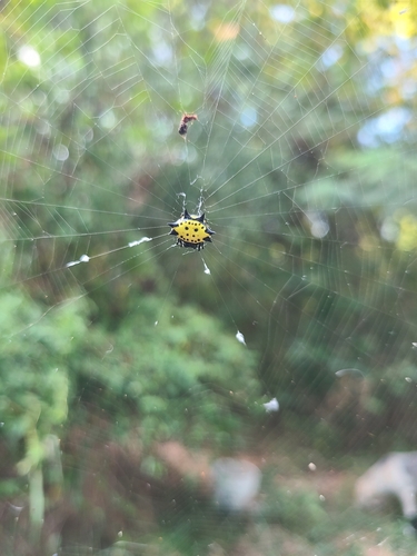 Spinybacked Orbweaver