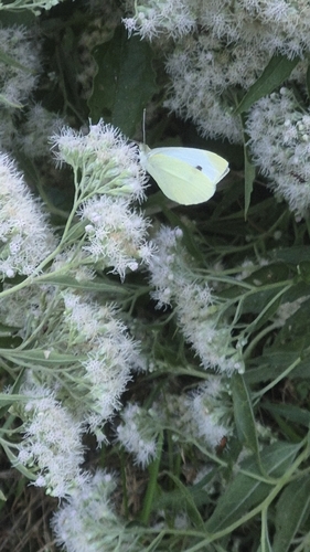 Small White