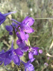 Delphinium pentagynum