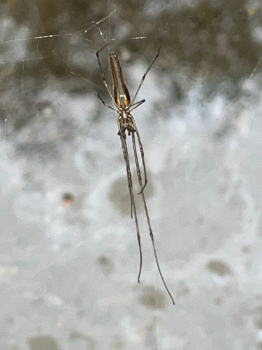 Elongate Stilt Spider