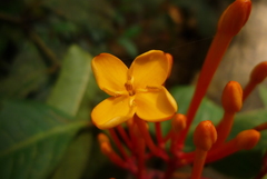 Ixora lobbii