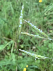 Pleuropogon refractus