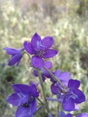 Delphinium pentagynum