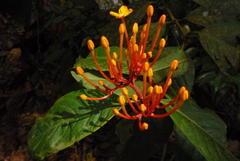 Ixora lobbii