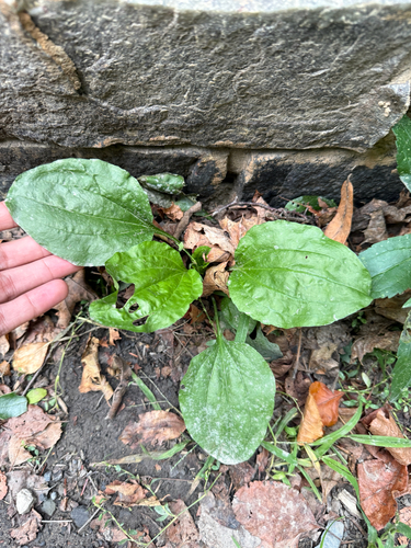 Plantago rugelii, photograph 3