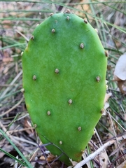 Opuntia anahuacensis, photograph (c) Elizabeth Meier, some rights reserved (CC BY)