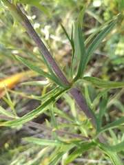 Delphinium pentagynum