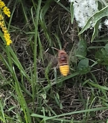 European Hornet