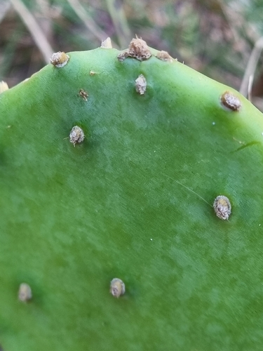 Opuntia anahuacensis, photograph 4