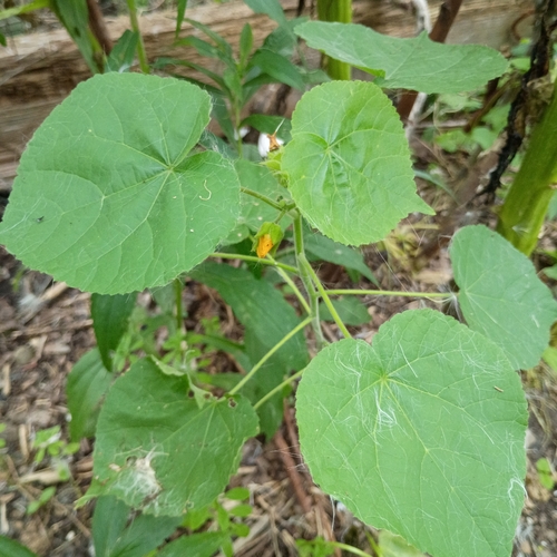 velvetleaf