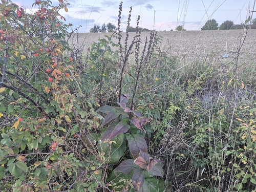 Dark Mullein