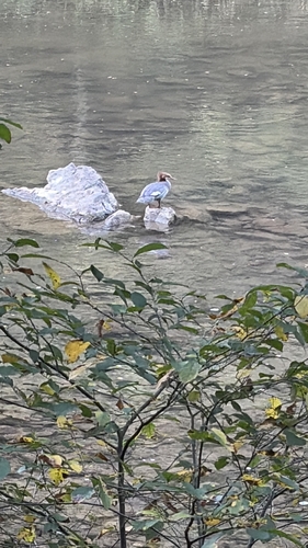Common Merganser