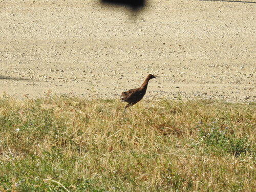 Ring-necked Pheasant