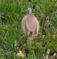 Pulsatilla vernalis