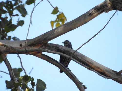 European Starling