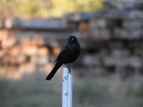 Brewer's Blackbird