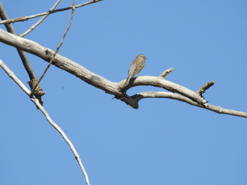 Chipping Sparrow