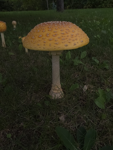 American Yellow Fly Agaric