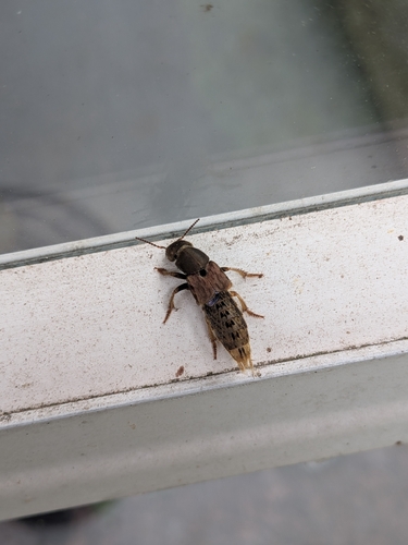 Brown Rove Beetle