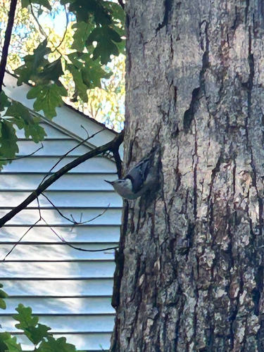 White-breasted Nuthatch