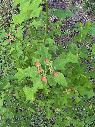wild poinsettia
