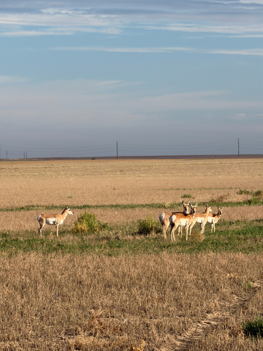 Pronghorn
