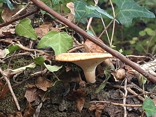 tuberous polypore