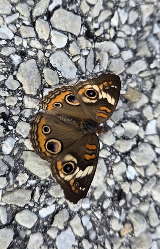 Common Buckeye
