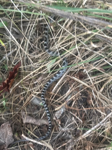 Western Ratsnake