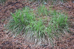Carex pediformis