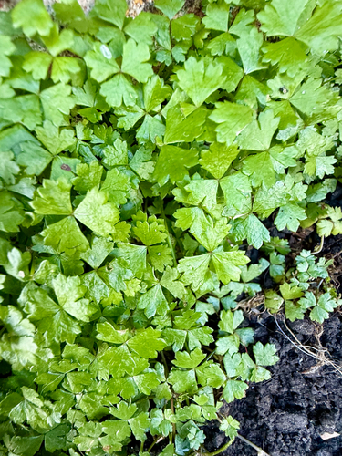 Hydrocotyle tripartita, photograph 2