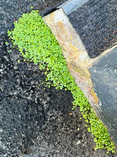 Hydrocotyle tripartita, photograph 3