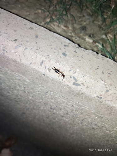 European Earwig