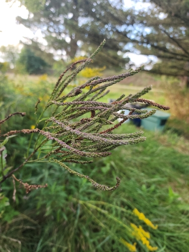 blue vervain